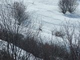 49-des chamois a la derniere sortie du vendredi